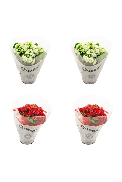Peyzaj Burada Online Bahçe Market Kalanşo Emel Hanım Çiçeği 4'lü Mix Set