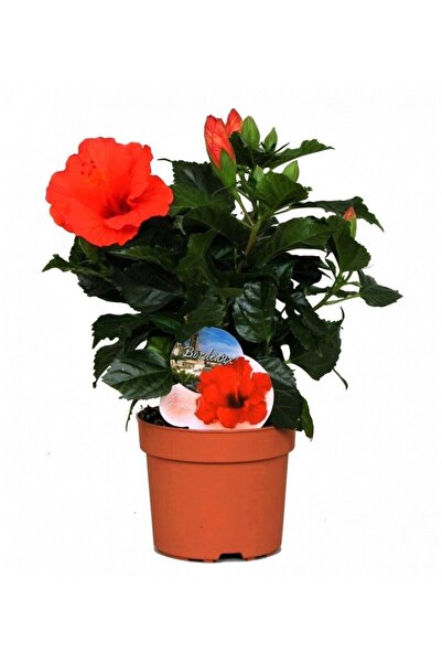Aysima Çiçekevi Japon Gülü Hibiscus Kırmızı Renk Çiçekli Kalın Yapraklı Ithal.