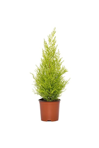 Lemon Serve 30-50 cm