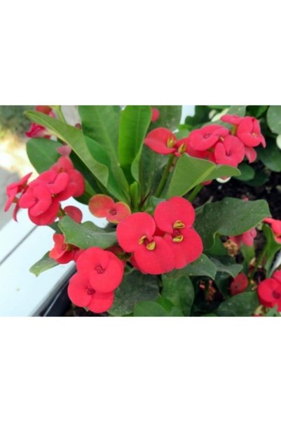 serada decor & plant Kırmızı Dikenler Tacı 30cm 40 cm Saksılı