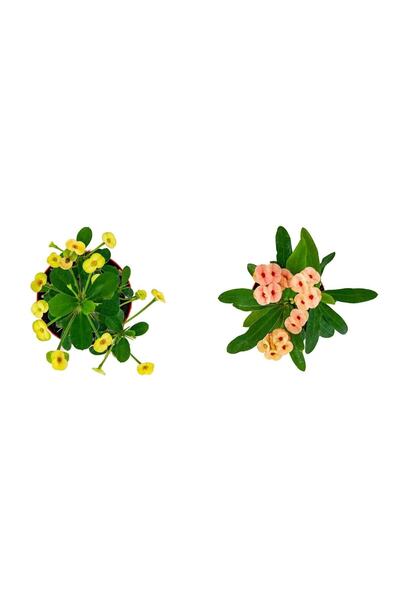 serada decor & plant Euphorbia Milli Dikenler Tacı 2'li Set