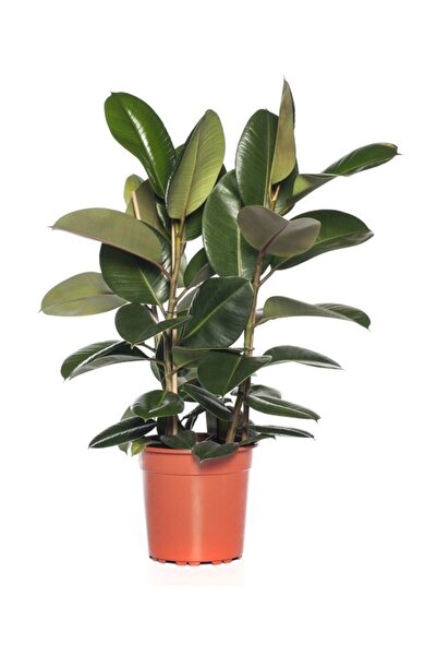 serada decor & plant Kauçuk Çiçeği Çift Dal - Ev Ve Ofis Çiçeği