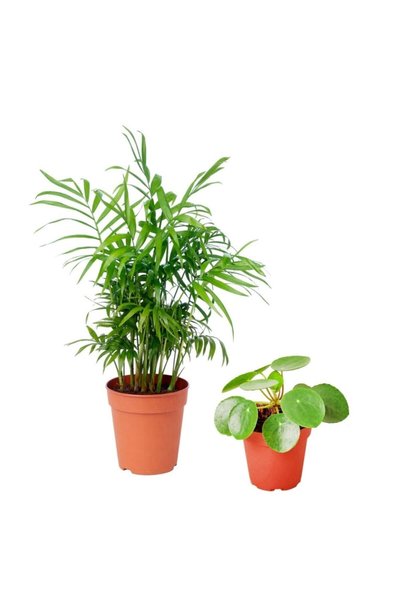 serada decor & plant Areka Dağ Palmiyesi & Pilea Peperomioides - Set 2 Adet M...