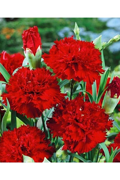 serada decor & plant Videolu 1 Adet Mis Kokulu Kırmızı Karanfil Çiçeği Fidanı...