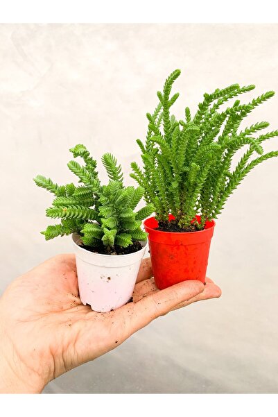 serada decor & plant 2 Adet Farklı Tür Prenses Çamı Crassula Muscosa