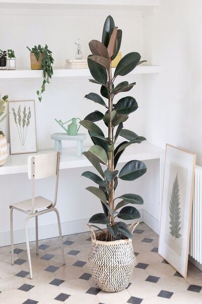 serada decor & plant Kauçuk Bitkisi 2 Köklü 60-80 Cm