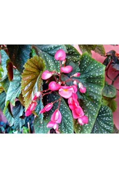 serada decor & plant Saksılı Çilli Begonya Çiçeği Fıdanı 40 Cm Saksılı