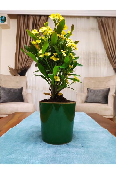 serada decor & plant Dev Dikenler Tacı Çiçekçilik