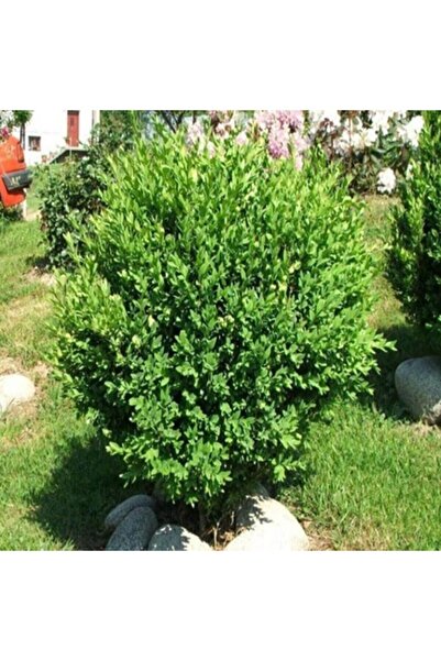 serada decor & plant Saksılı Şimşir Fidanı Yaş 2 - Boy 50-70 Cm Boy