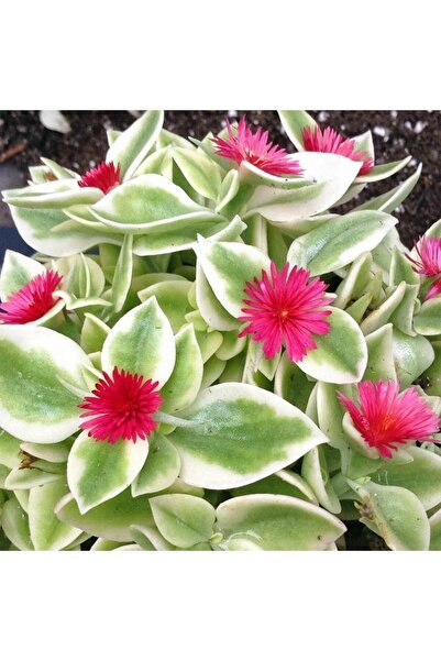 serada decor & plant Buz Çiçeği Fidesi 10 Adet 5cm-15cm