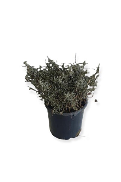 Bitkim Sende Aromatik Bitkiler, Mis Kokulu, 6'lı Set, Mercan Köşk, Lavanta, Lavantin, Biberiye, Kekik, Adaçayı