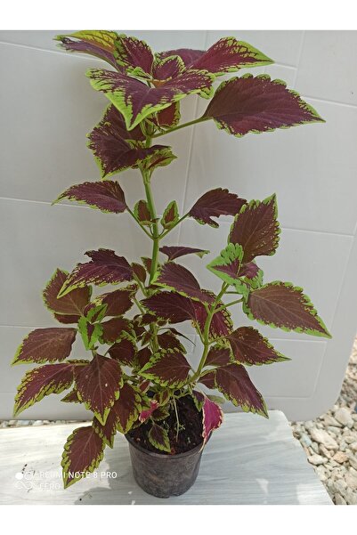 serada decor & plant Yaprak Güzeli-yaprağı Güzel