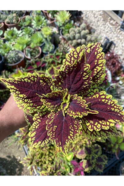 serada decor & plant Özel Tür Formlu Yaprak Güzeli Çiçeği (KOLYOS) 1 Adet Sak...