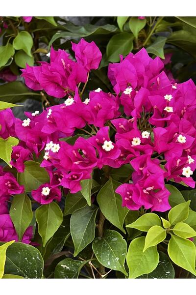 serada decor & plant Begonvil Fidanı 40-60 Cm - Fuşya