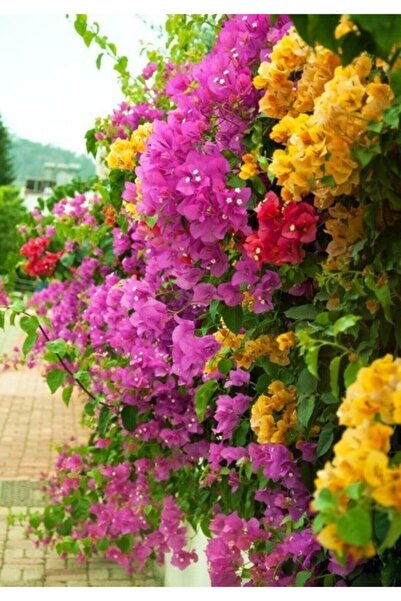 Bitkim Sende Bougainvillea Begonvil Fidanı, 40-60 Cm, Saksıda Bougainvillea