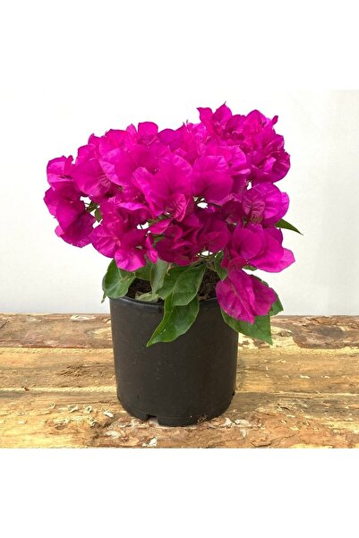 Begonvil Çiçeği-kırmızı (15-20 Cm)-bodur Begonvil Bougainvillea