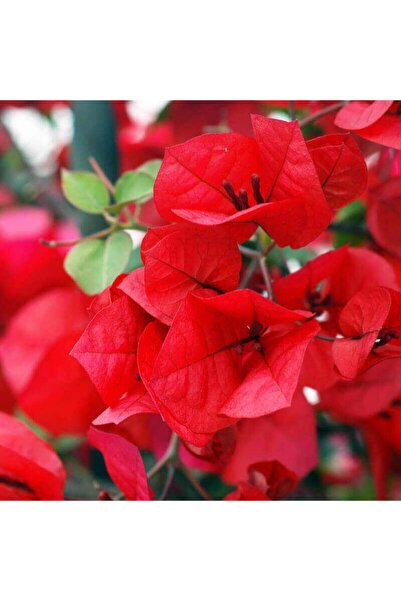 Bitkim Sende Begonvil Sarmaşığı-kırmızı (bougainvillea)