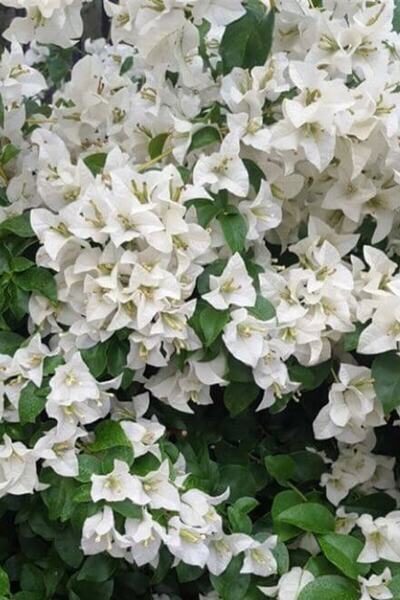 serada decor & plant Beyaz Begonvil Çiçeği 50-60cm /şuan Ciçeksizdir