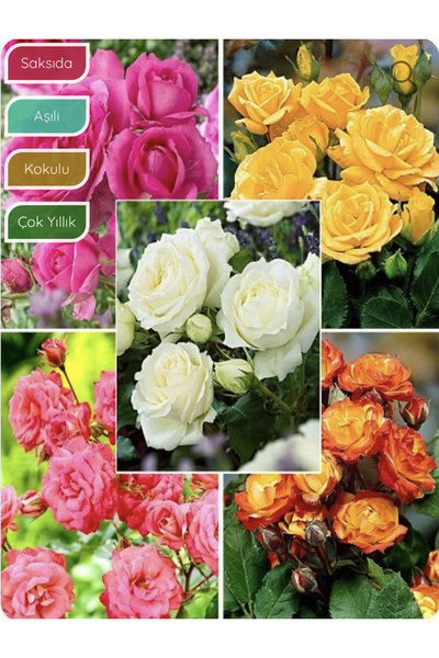 körfezgardens Gül Fidanı PROMOSYON, Saksıda Çok Yıllık, Kokulu