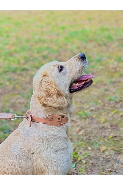 TB Leather Airtag Collar - Real Leather Collar and Airtag Case