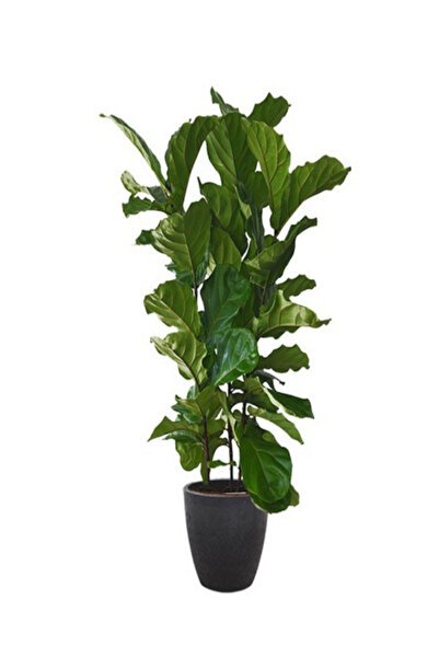 fidanistanbul Ficus Lyrata Keman Yapraklı Kauçuk, 100 Cm, Üç Gövdeli, Saksıda