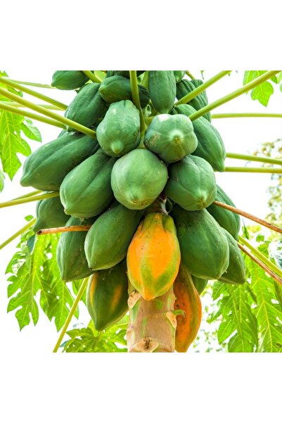 damla su çiçek tropikal papaya 100 cm ,one size