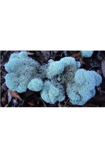 trendbahce Aquamarin Şoklanmış Reindermoss Teraryum Yosunu 30 Gr
