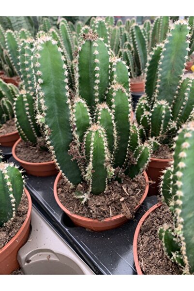ÇİĞDEM ÇİÇEK DÜNYASI Büyük Mexico Kaktüs