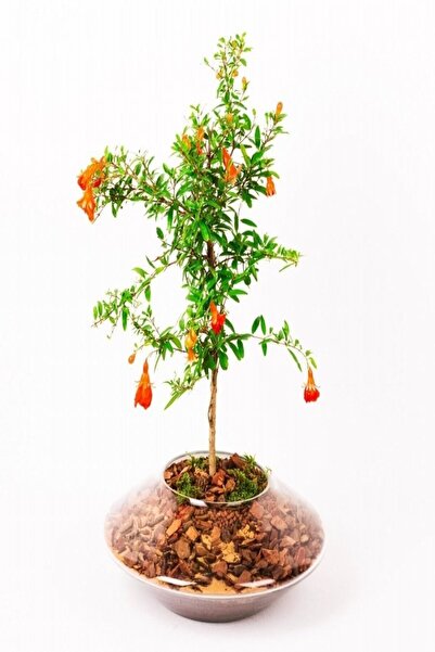 serada decor & plant Tüplü Ufak Meyveli Cüce Boylu Süs Nar Fidanı