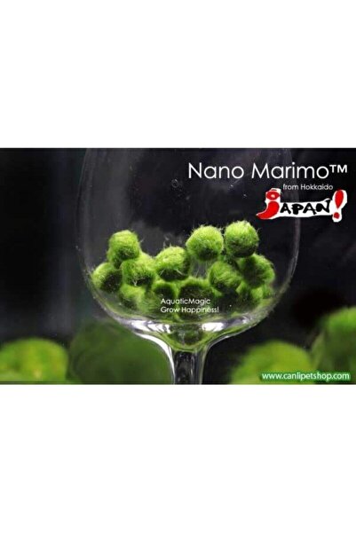 TROPİKAL Yosun Topu Misket(moss Ball) 1 Ad (2 Cm)