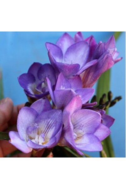 LOBELYA TOHUMCULUK 4 ADET MAVİ-BEYAZ RENKLİ FREZYA ÇİÇEĞİ SOĞANI KOKULU