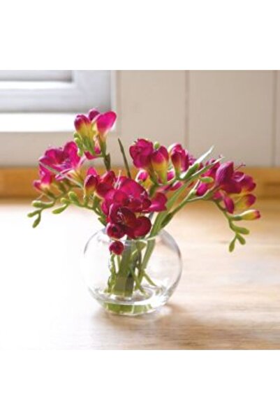 LOBELYA TOHUMCULUK 4 ADET ÇİFT RENKLİ FREZYA ÇİÇEĞİ SOĞANI KOKULU