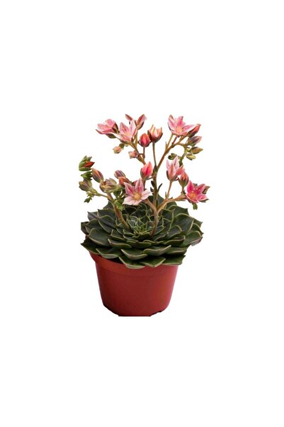 Aysima Çiçekevi Graptopetalum Bellum Sukulent 5.5.cm Kaktüs Saksısındadır (çi...