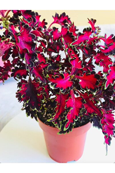 PLOT Coleus / Cam Güzeli / Yaprak Güzeli