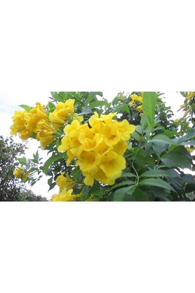 Bitkim Sende Sarı Acem Borusu Çiçeği Fidanı 60 Cm Dış Mekan Bitkisi