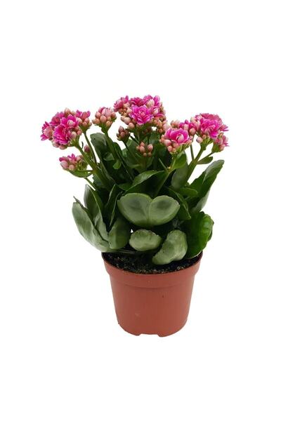 Kalanchoe Flower Kalanchoe Flower Plant Home Office Plant 20 - 25 cm