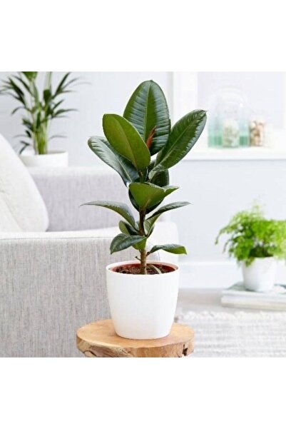 Dere fidancılık Kauçuk Bitkisi