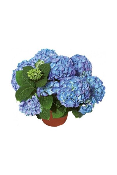 Bitkim Sende Ortanca Çiçeği Hydrangea Mavi 40 Cm Ev Bitkisi Ofis Bitkisi Bahç...
