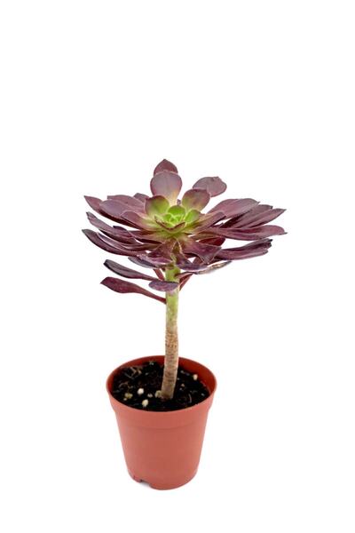 ünal kaktüs Aeonium Arboreum Var. Atropurpureum (sukulent)