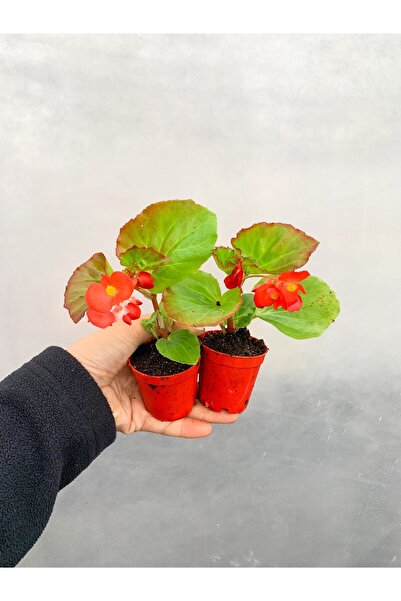 Bitkim Sende 2 Adet Karışık Renk Şeker Begonya Begonia Semperflorens