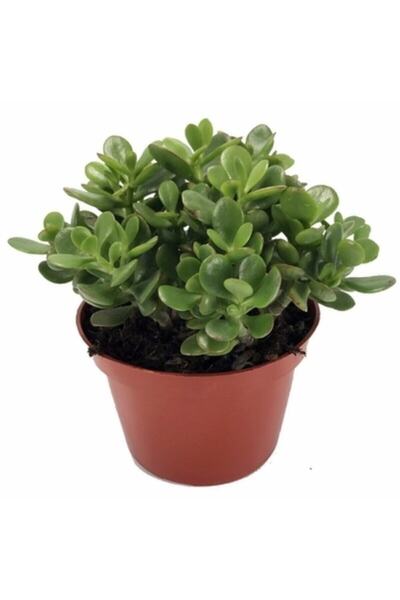 OSKARYUM Crassula Ovata, Para Çiçeği, Şans Agaçı Jumbo Bpy