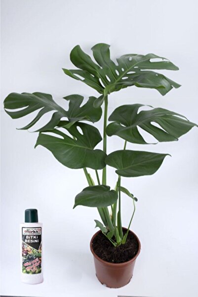 Bitkim Sende Deve Tabanı Çiçeği Besin Hediyeli Monstera Deliciosa