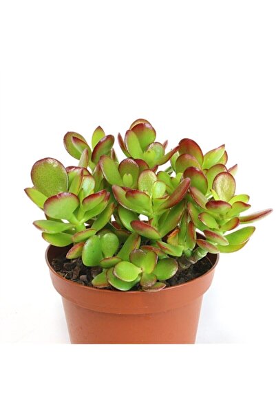 Bitkim Sende Crassula Ovata, Para Çiçeği, Şans Agaçı Large