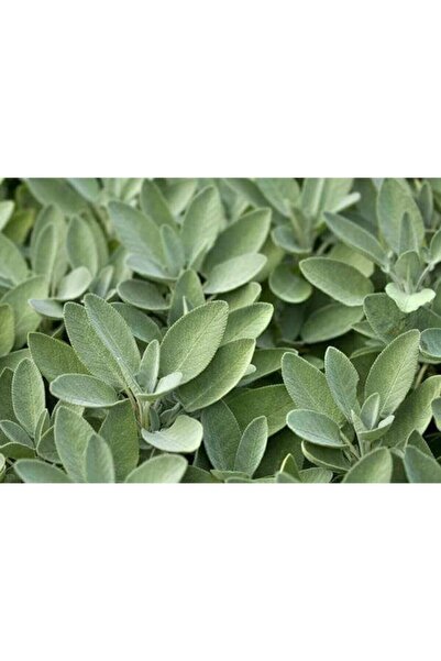 Mimoza Adaçayı Fidanı Fidesi Tüplü 1 Adet 15-25 Cm