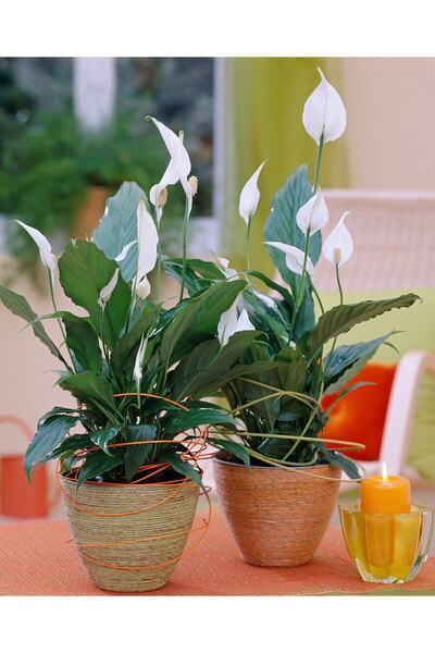 serada decor & plant Canlı Saksılı Spatıfılıum (barış Çiçeği)