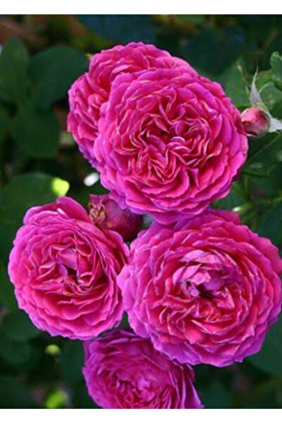 Bitkim Sende Isparta Gül Fidanı