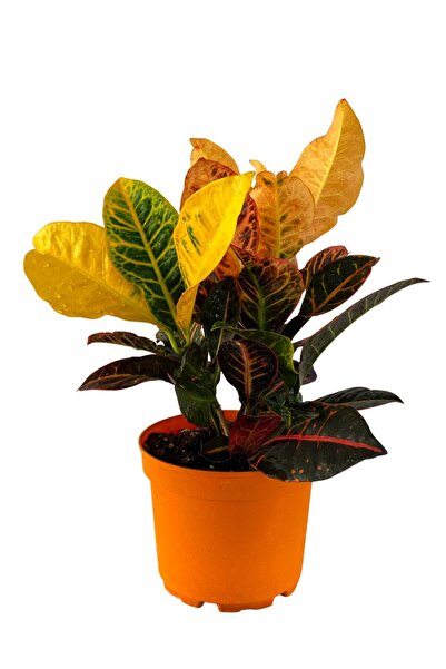 VastPlant Rengârenk Kroton 30-40 Cm