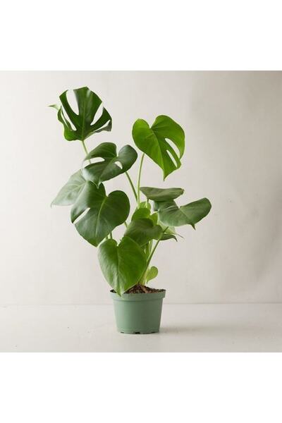 Bitkim Sende Monstera Deliciosa Deve Tabanı Büyük Ve Dolgun Boy 90 - 110 Cm