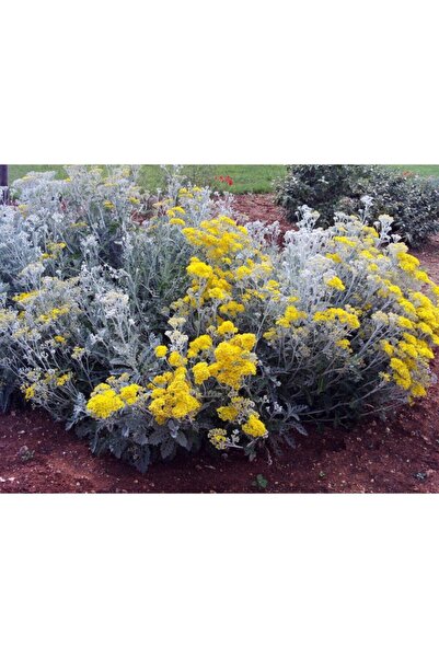 serada decor & plant Bahçe Külü Çiçeği Fidanı Saksılı 40 Cm 60 Cm