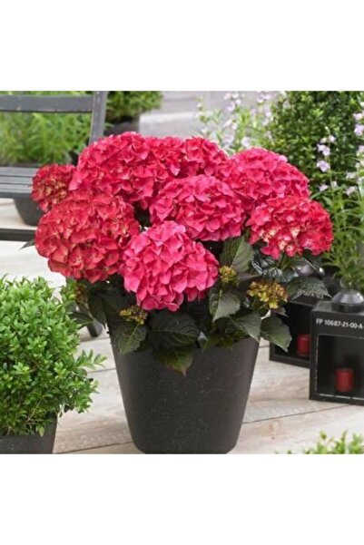 serada decor & plant Canlı Ortanca Çiçeği Fidanı-aşılı Tüplü Koyu Pembe Renk